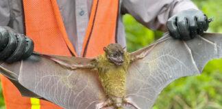 Jaga Warisan Alam Obi, Harita Nickel Lestarikan Flora dan Fauna Endemik Lewat Pemantauan