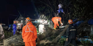 Pohon Tumbang Tutup Akses Jalan Utama di Kelurahan Sasa