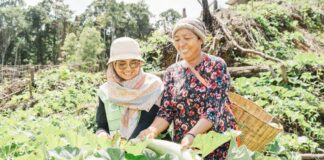 Kebun Hortikultura Jadi Ruang Kemandirian Perempuan di Pulau Obi