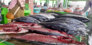 Pasokan Cakalang di Ternate Menurun, Ini Penjelasan PPN